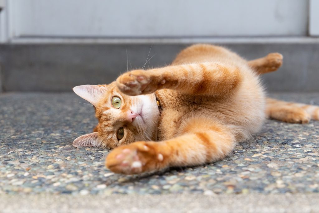 猫のペット保険は病気でも入れる可能性がある