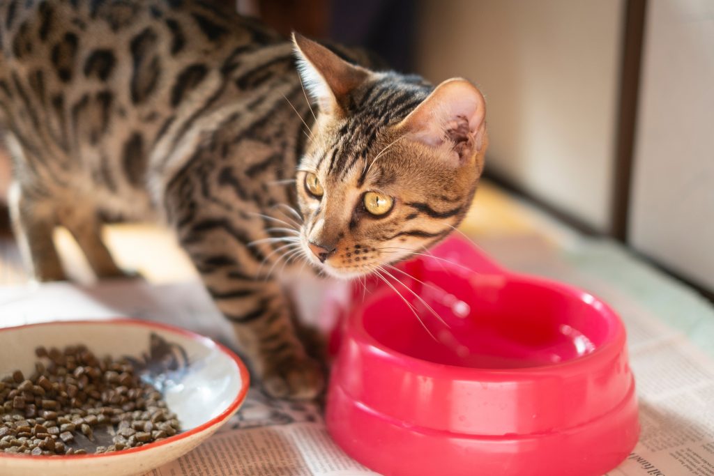 猫がかかりやすい主な病気・ケガ