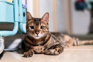 猫のペット保険は持病持ちや病気になってからでも入れる？加入条件について解説