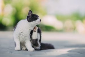 【獣医師監修】猫もアレルギーになる！かゆみや下痢など気になる症状と治療法を解説