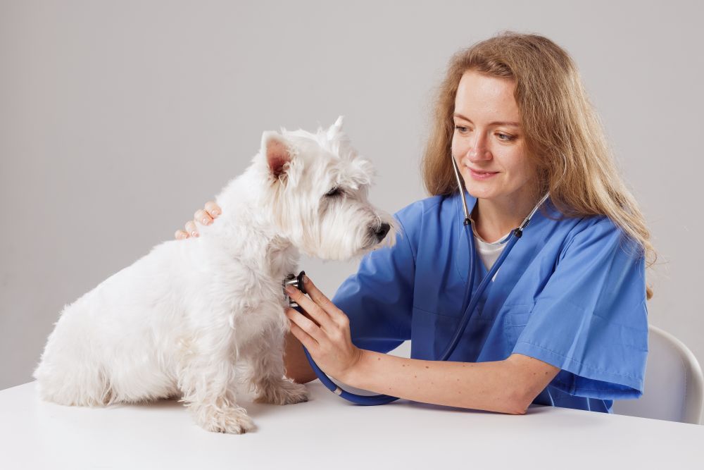 犬もインフルエンザに感染する!犬インフルエンザの種類と特徴