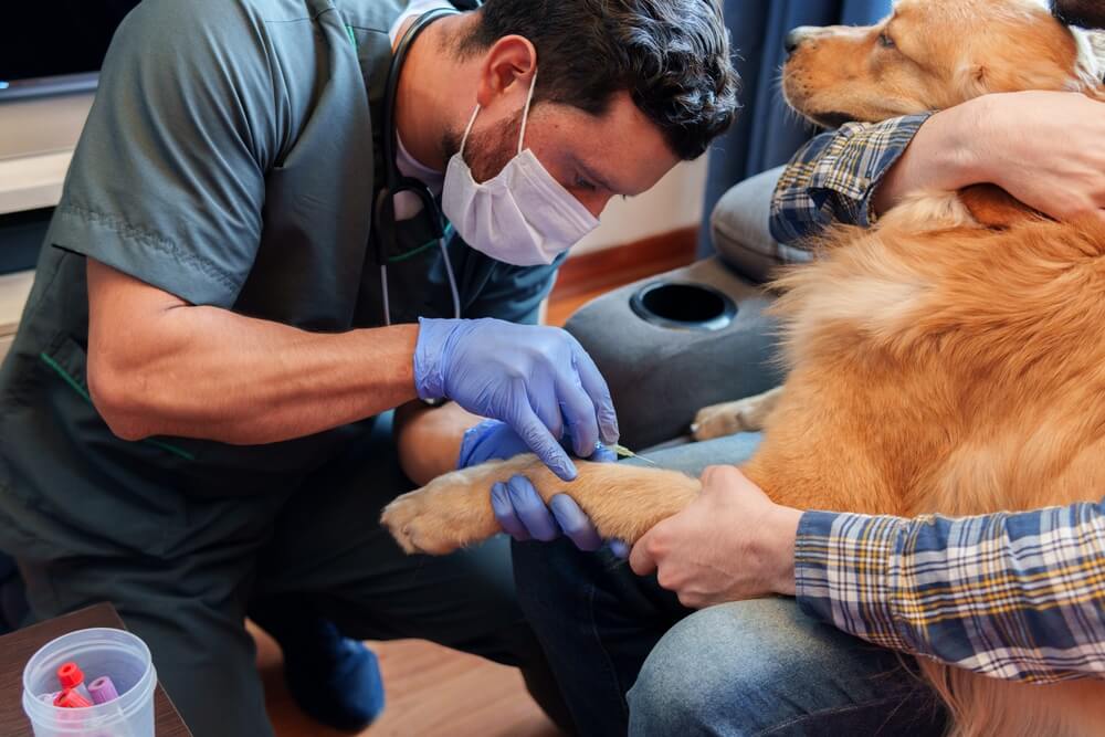 犬の膵炎を診断する検査