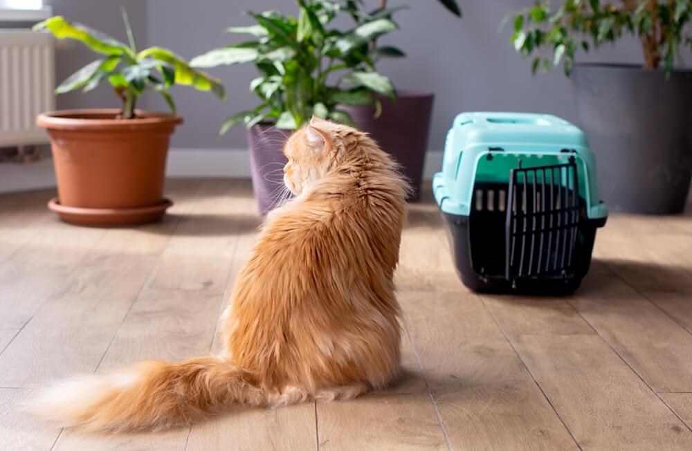 飼い主さんがインフルエンザになったらどうする？