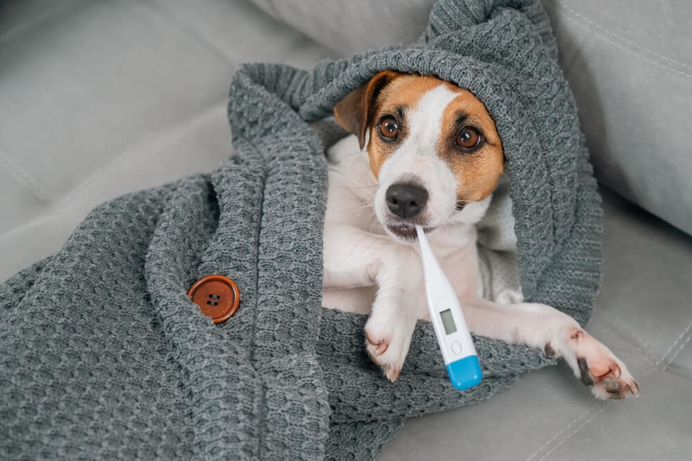 犬インフルエンザの症状と治療法