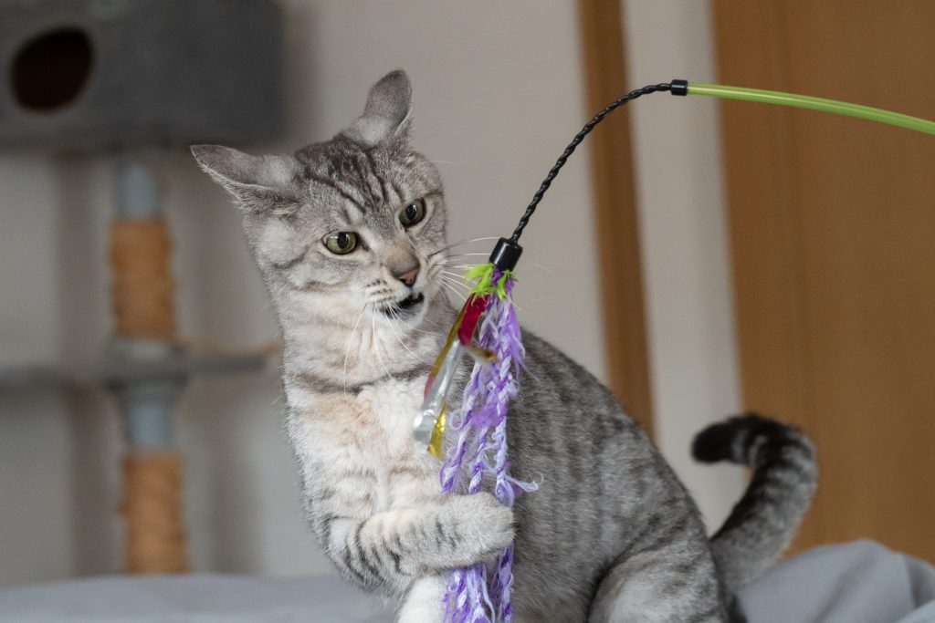 ペット保険は若くて健康なうちから検討しよう