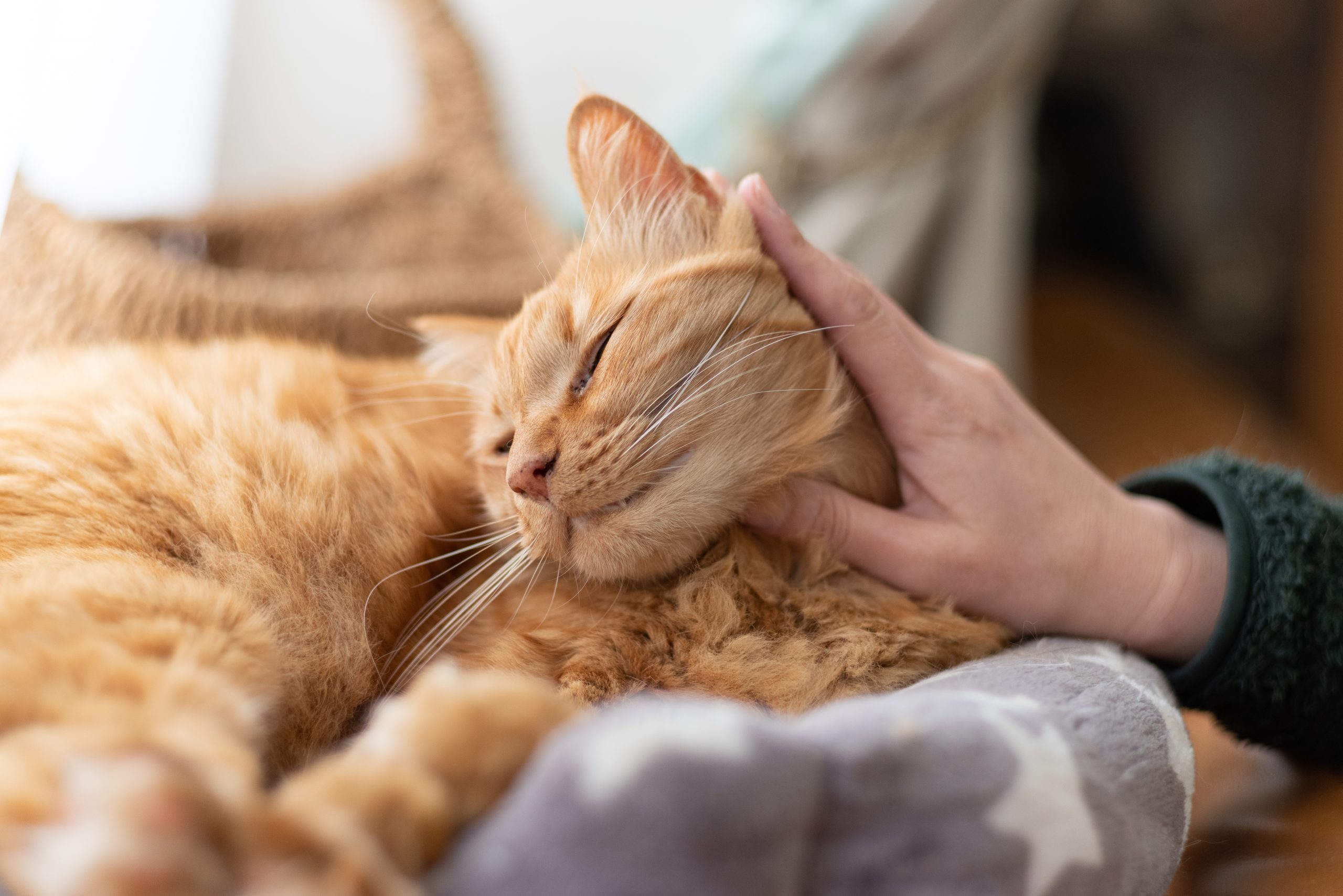 高齢（シニア）猫でも入れる？ペット保険の年齢制限について解説