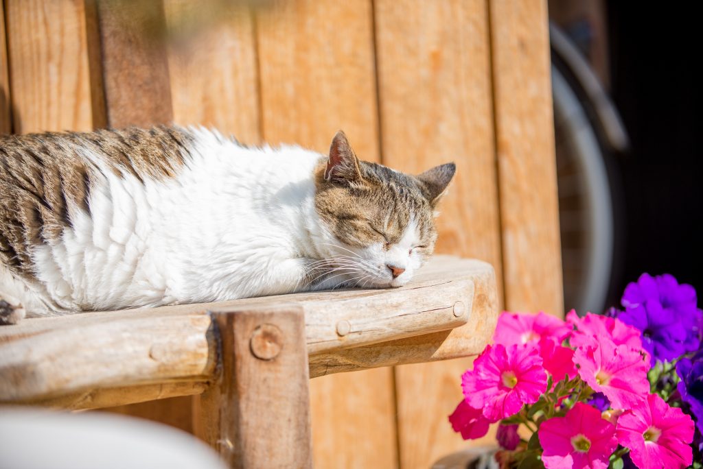 高齢（シニア）の猫こそペット保険の加入が大切