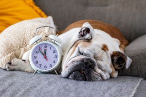 【獣医師監修】犬の平均睡眠時間｜ずっと寝ているのは普通？年齢による変化