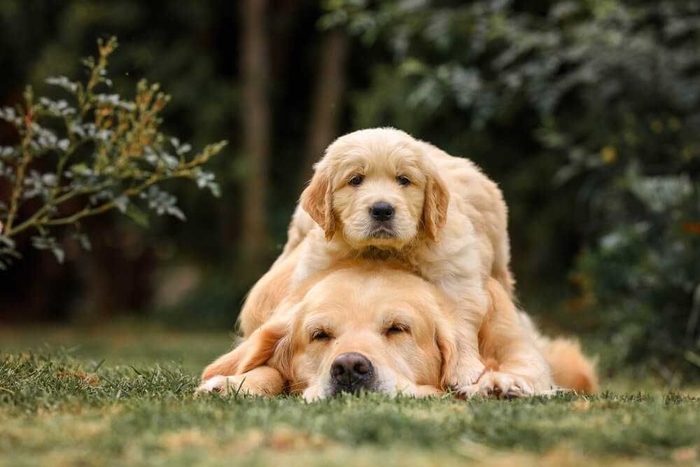 犬の年齢によって睡眠時間は異なるのか?