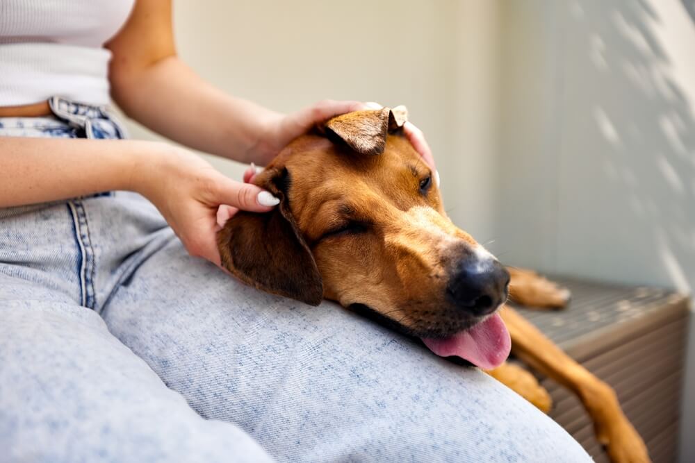 犬がずっと寝ていても大丈夫?