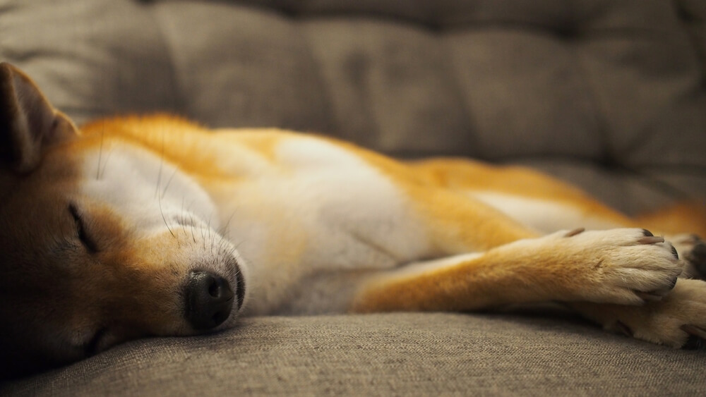 犬の睡眠時間が普段と異なると感じたら。考えられる病気