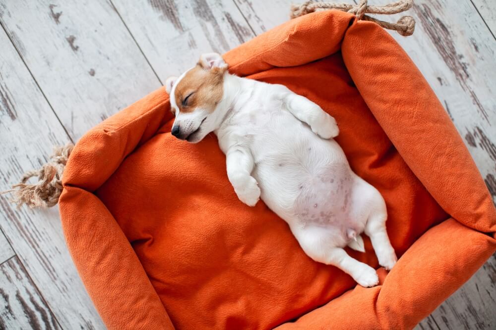 犬の睡眠の質をよくするには