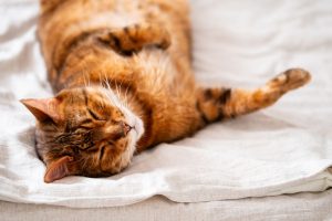 【獣医師監修】猫の部分痙攣（ピクピク）は病気が原因？注意すべき様子と受診見極めのポイント