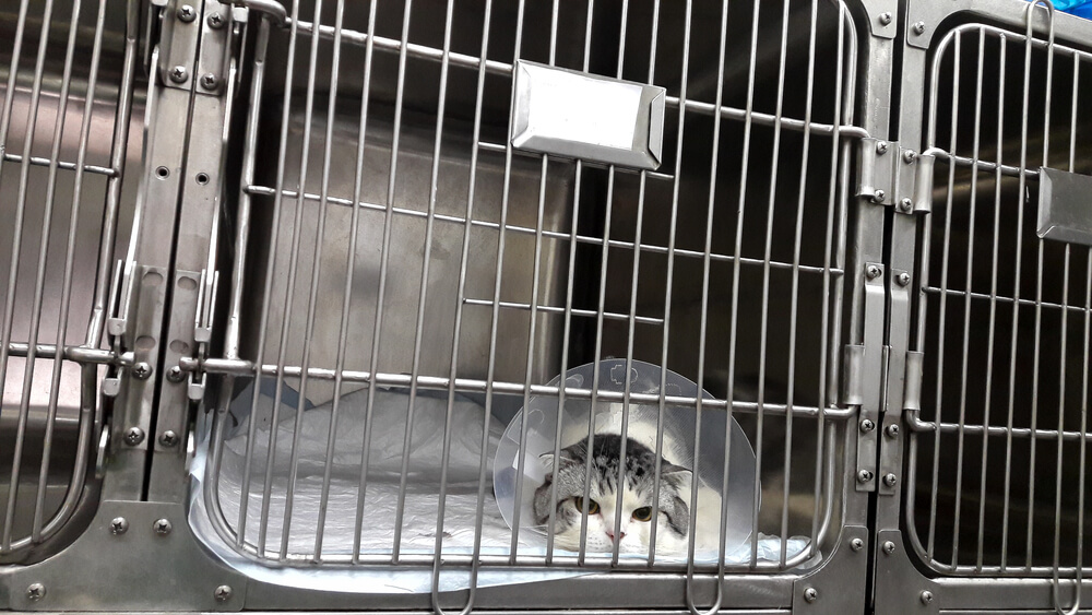 猫の避妊手術は日帰りでもできる?入院について