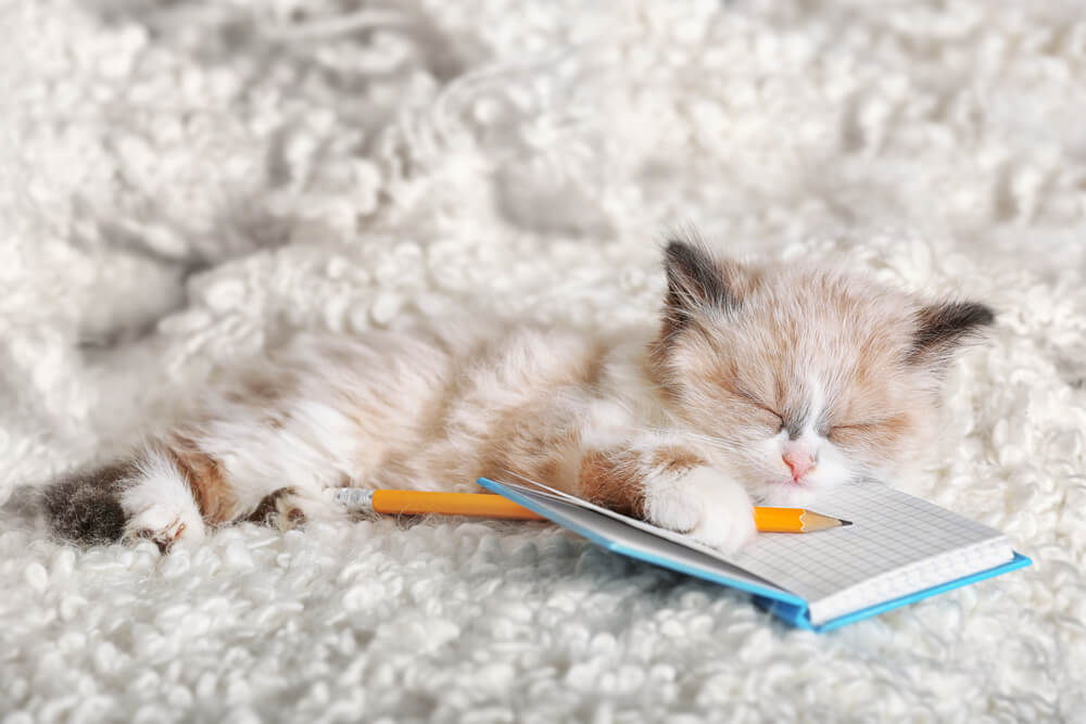 もしかして痙攣（けいれん）！？ピクピクしているときに確認すること