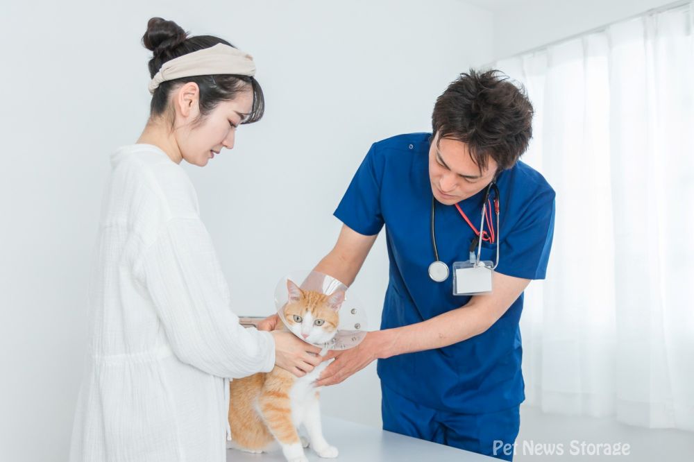 猫エイズと診断されたら？感染を広げないための注意点