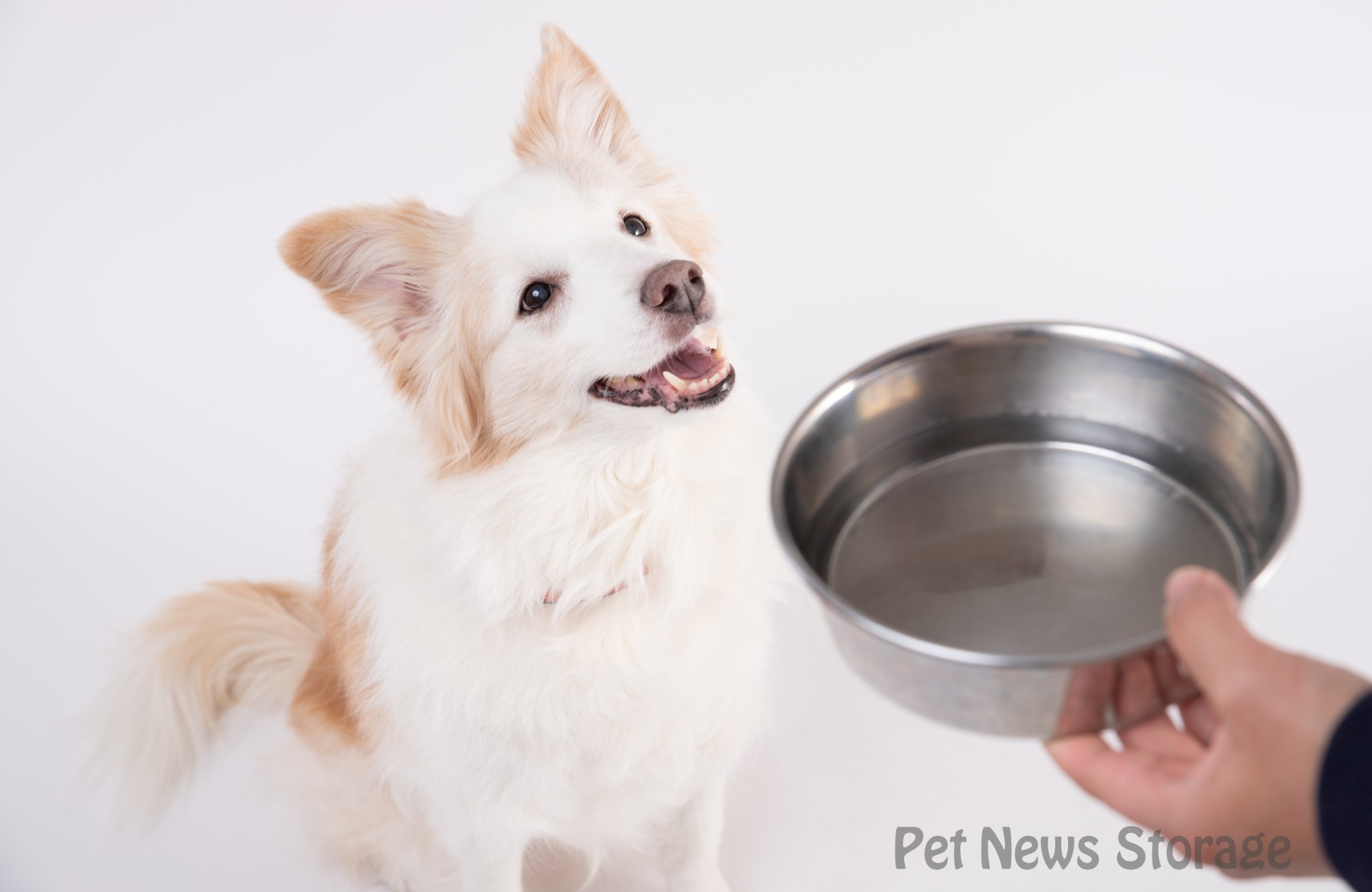 【獣医師監修】犬の腎臓病とは？原因や症状、治療法を解説