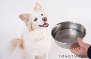 【獣医師監修】犬の腎臓病とは？原因や症状、治療法を解説