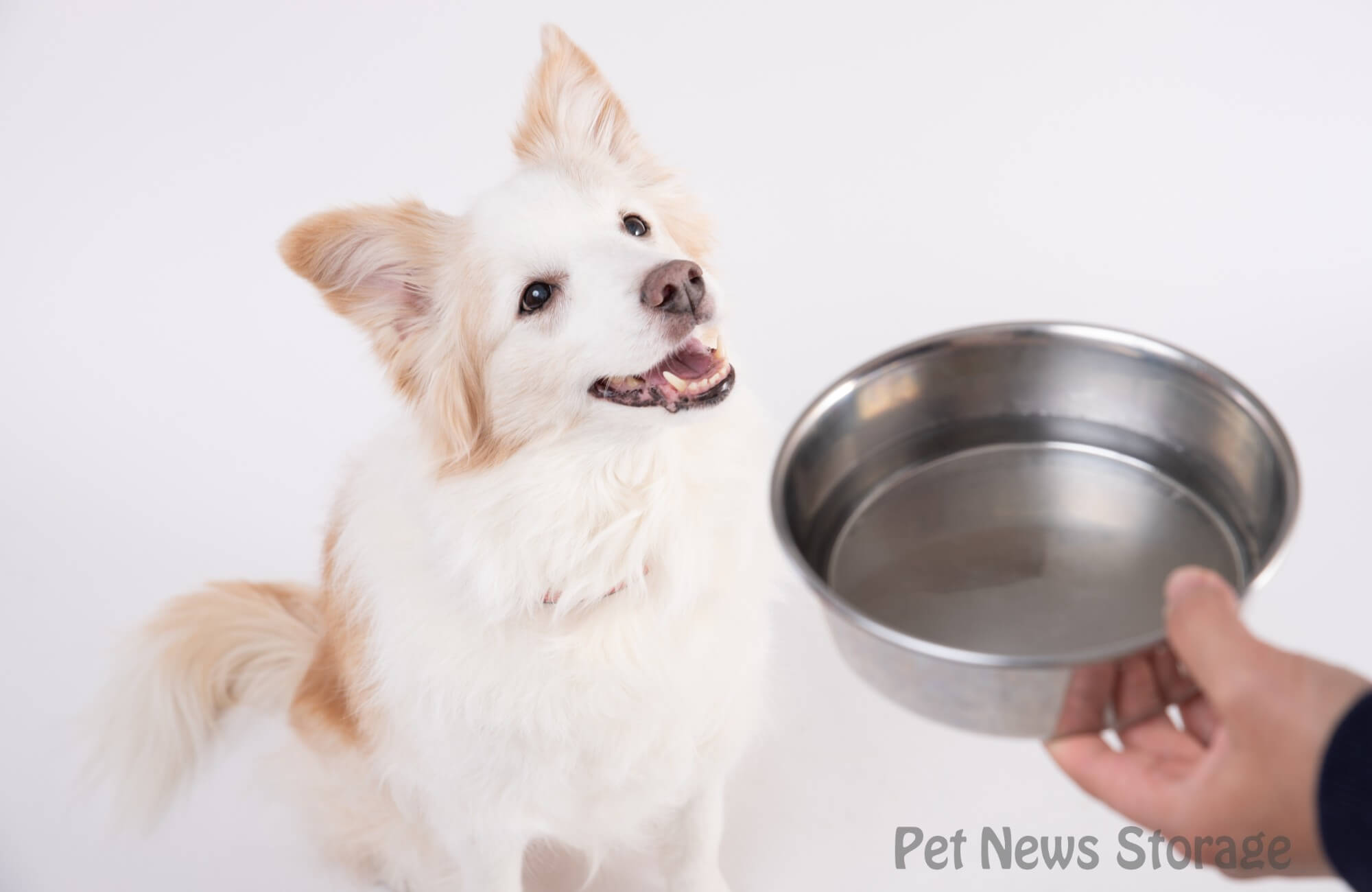 【獣医師監修】犬の腎臓病とは？原因や症状、治療法を解説