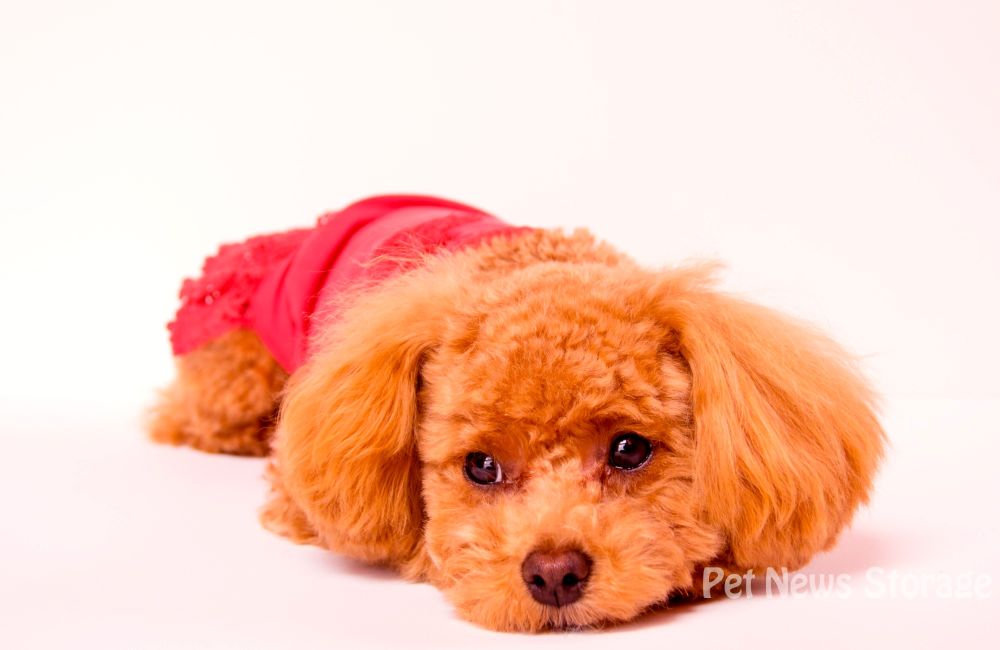 犬の血便の原因