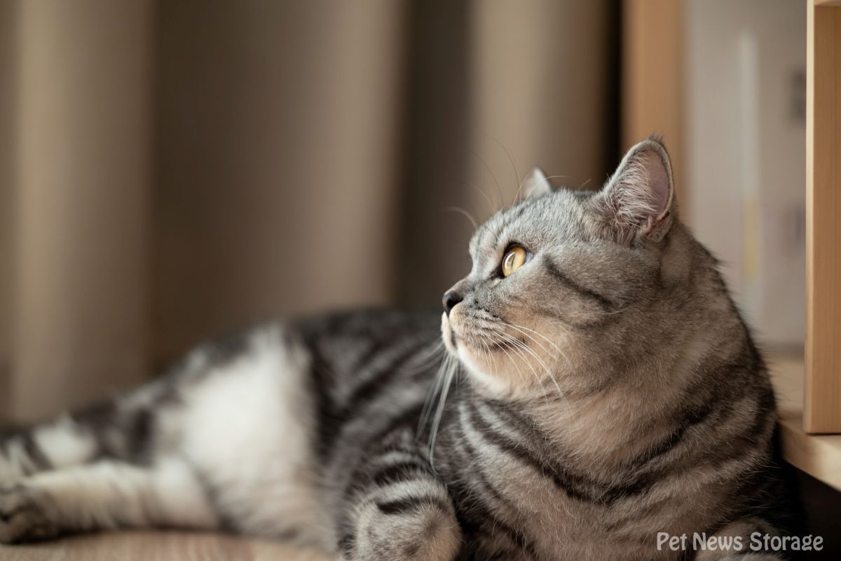 猫エイズの寿命について