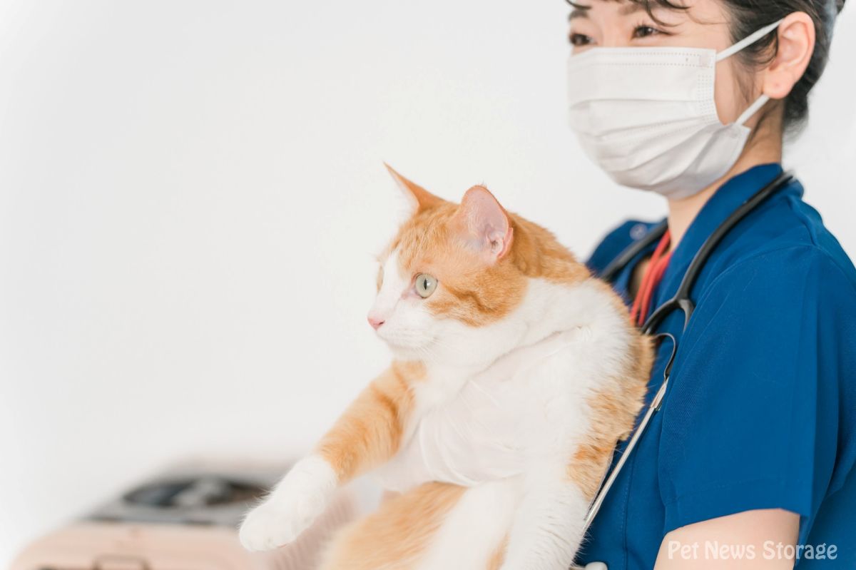 愛猫を猫エイズから守る！適切な予防法