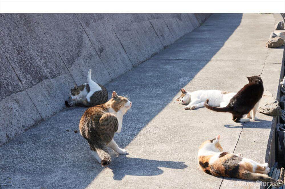 猫エイズの主な感染経路！猫エイズは意外と身近