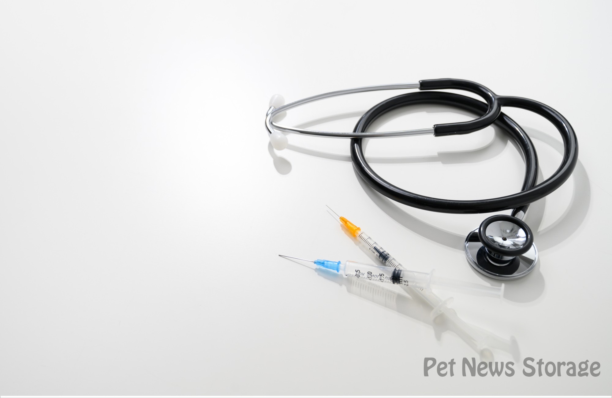 犬の腎臓病の治療方法