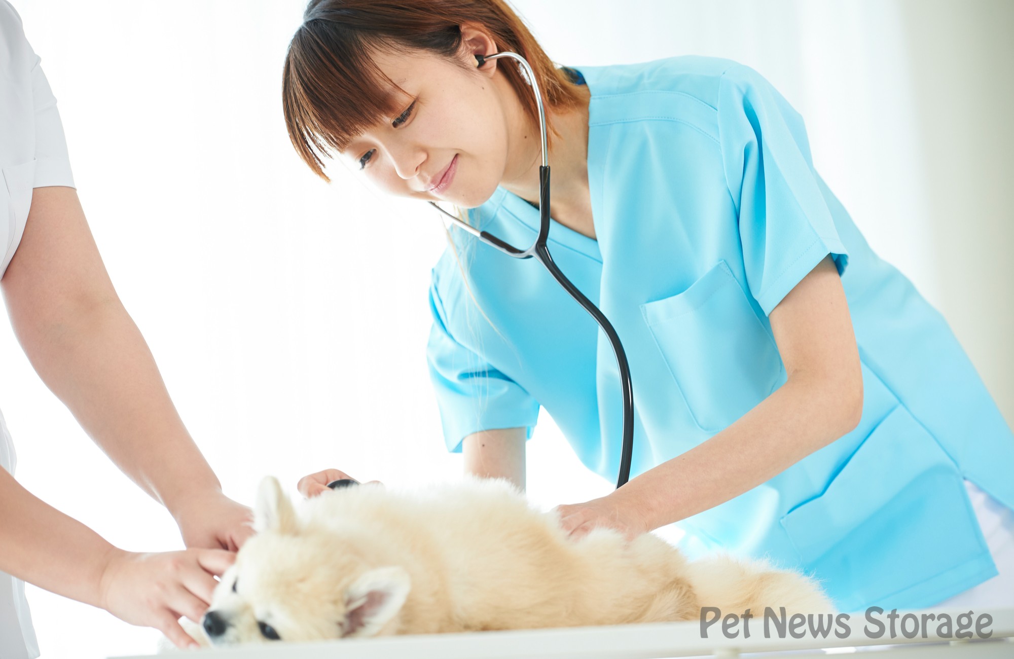 犬の腎臓病の診断方法