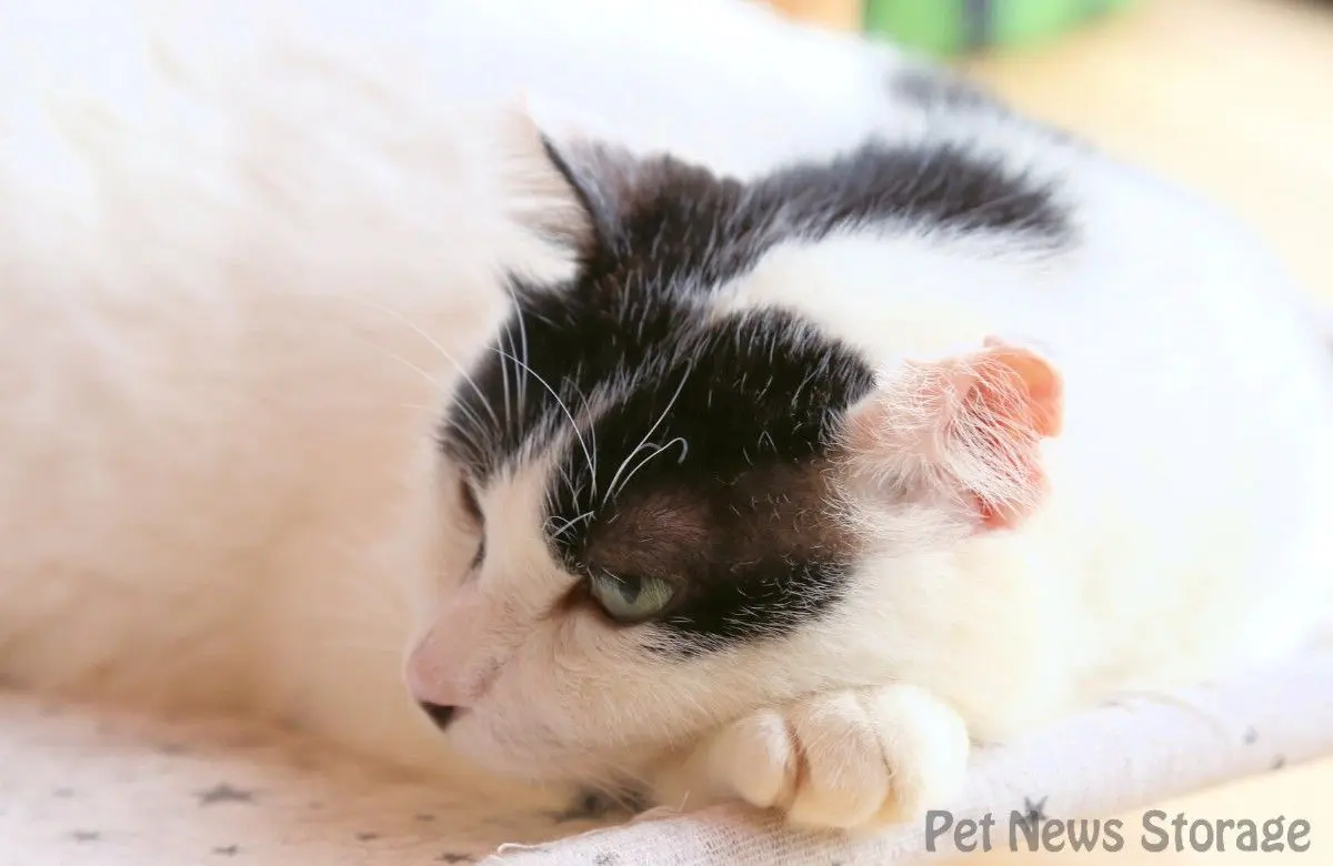 猫 エイズ と は