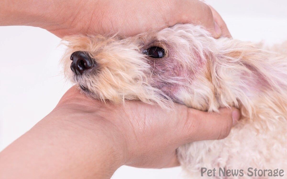 膿皮症の症状と分類