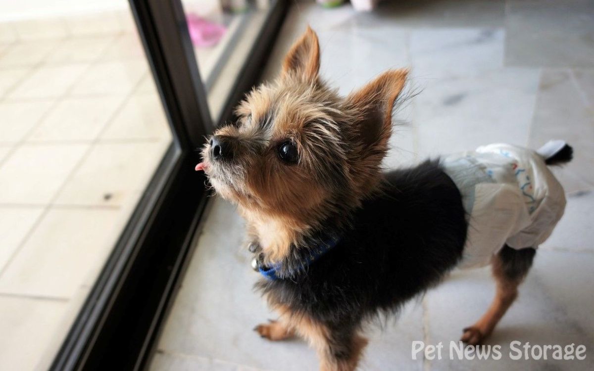 【獣医師監修】犬の気管虚脱に注意!症状や原因、治療法を解説