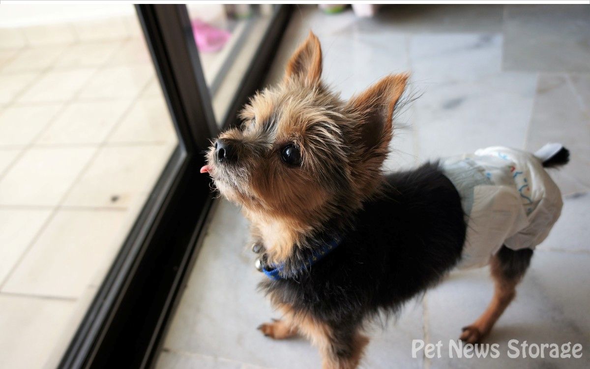 【獣医師監修】犬の気管虚脱に注意！症状や原因、治療法を解説