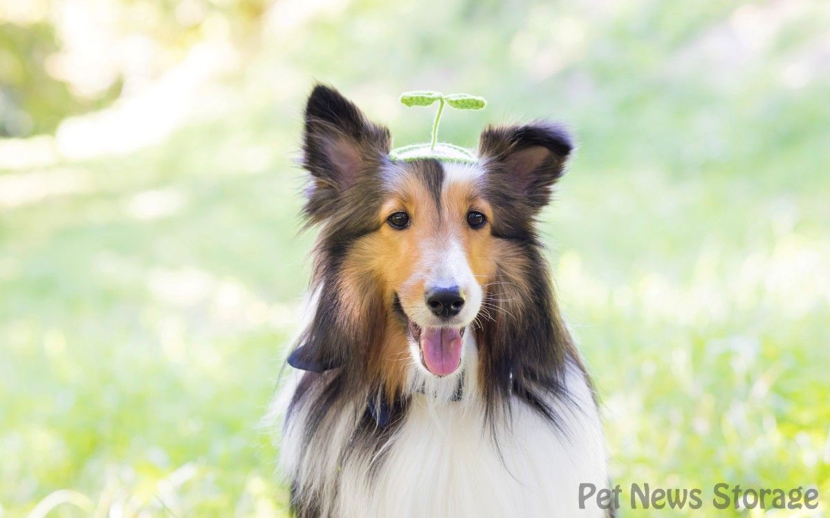 膿皮症になりやすい季節や犬種は?