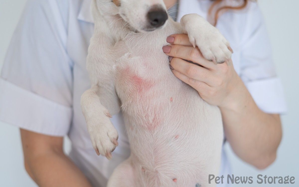 【獣医師監修】犬の膿皮症の症状・原因は？なりやすい季節や予防法を解説