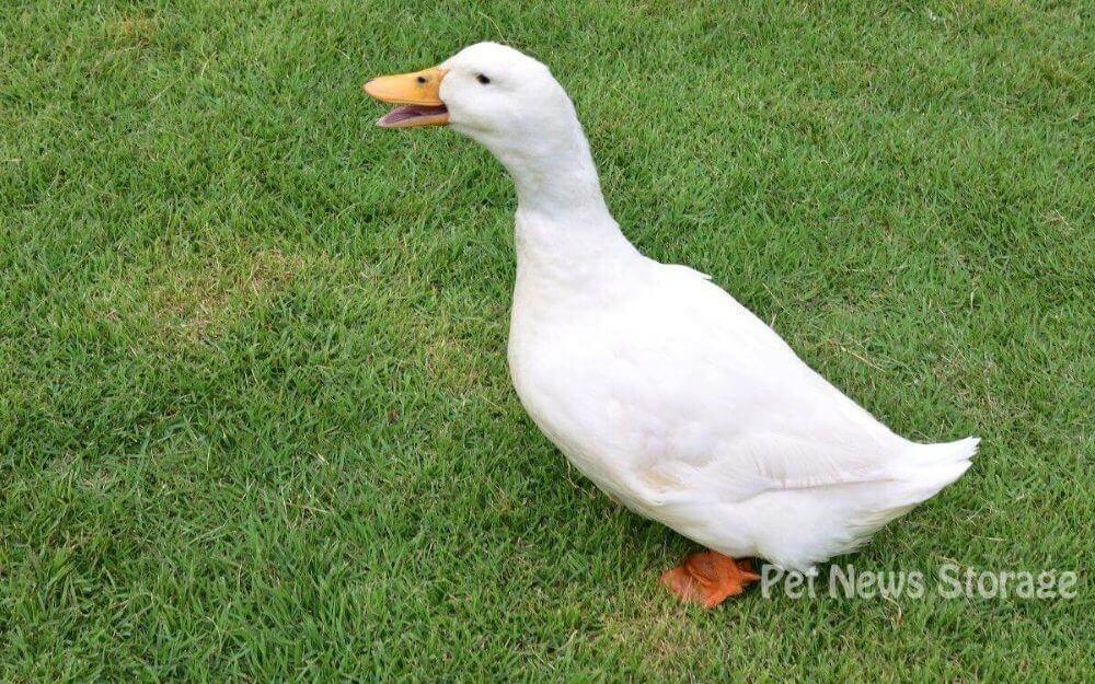 犬の気管虚脱の症状