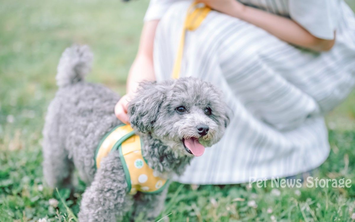 気管虚脱になりやすい犬種と日常の注意点