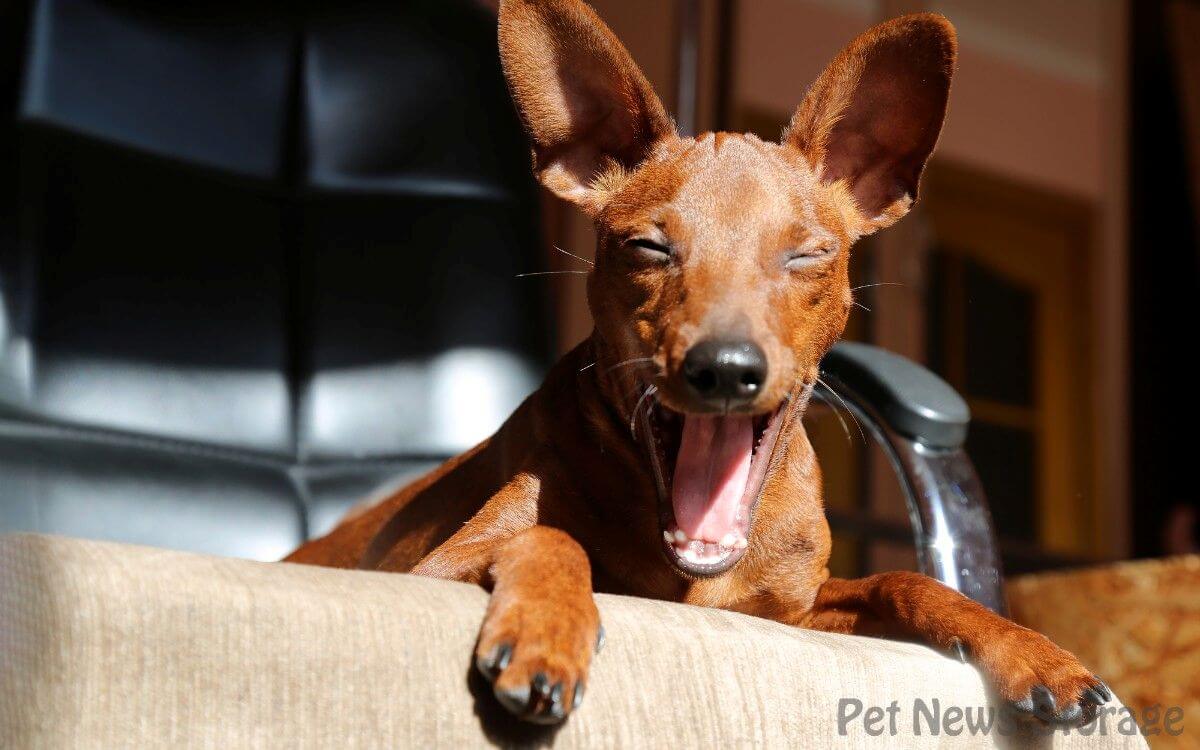 【獣医師監修】犬が目を細める理由は？犬の気持ちや病気の可能性を解説