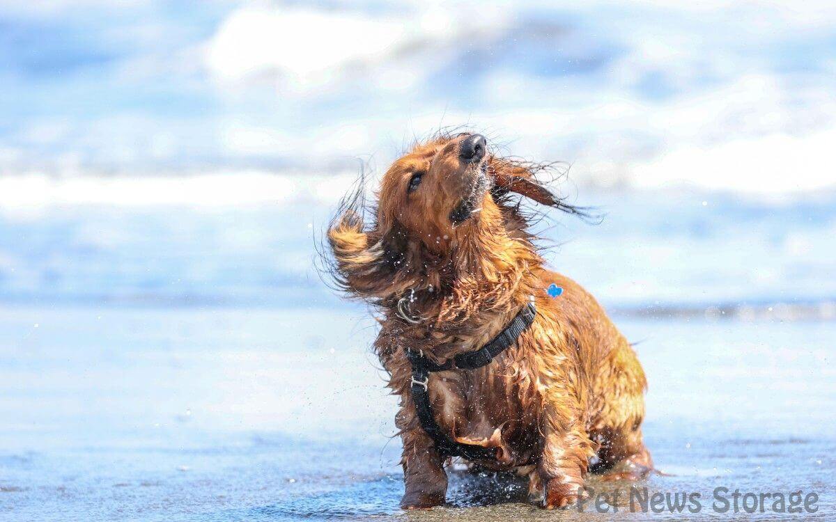 犬の耳掃除の頻度とタイミング