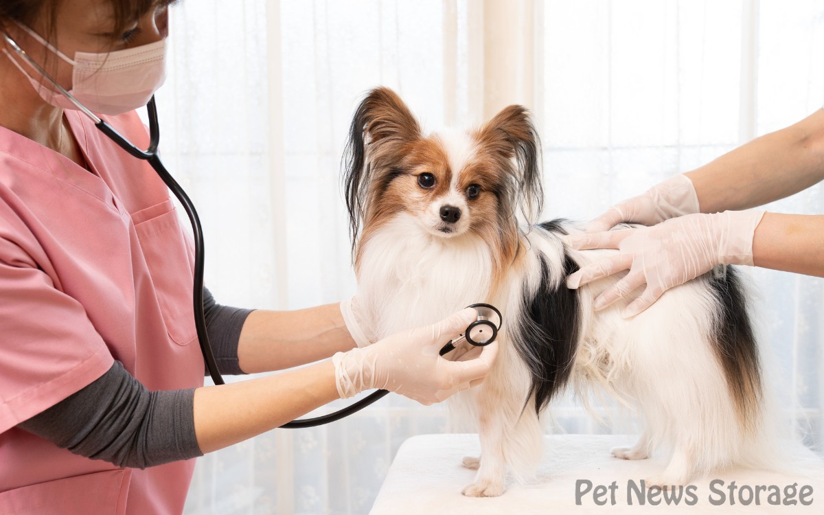 犬の便秘の原因となりうる病気