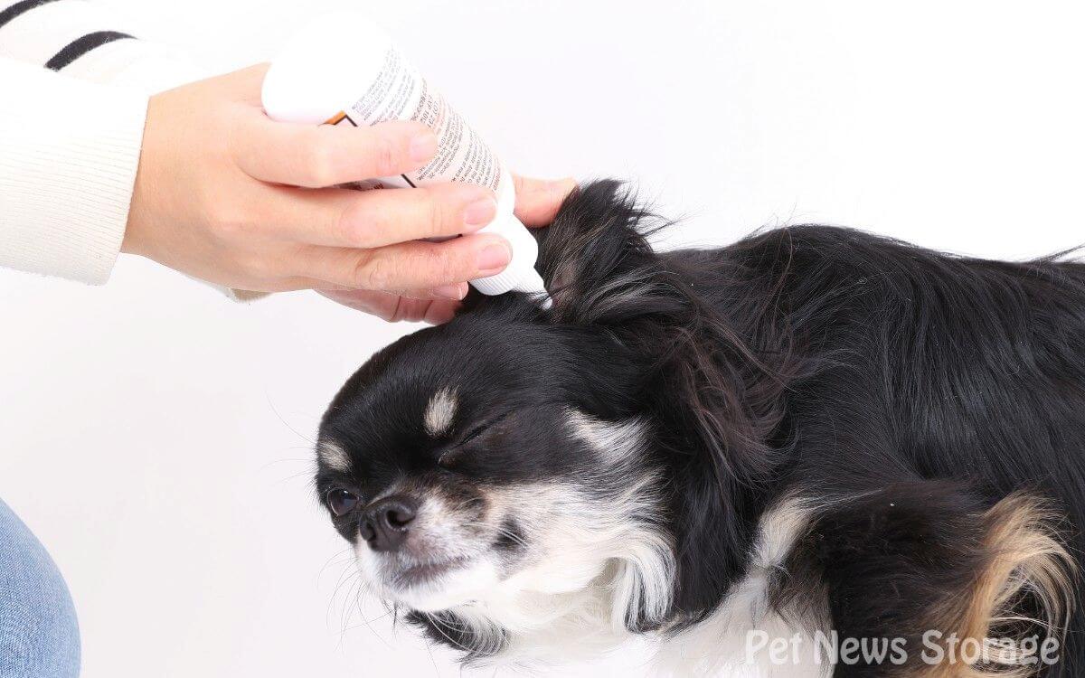 安全にできる犬の耳掃除のやり方