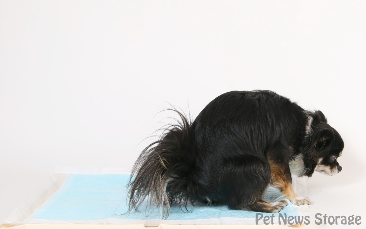 【獣医師監修】犬の便秘の原因は？病院に行く目安と便秘解消法