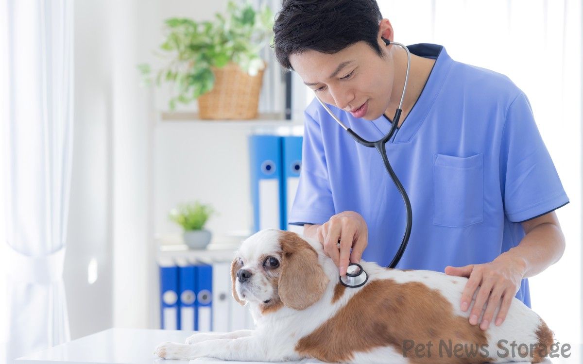 耳掃除を嫌がる犬の対処法