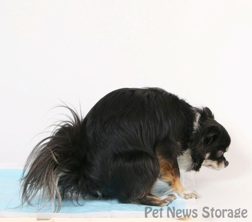 【獣医師監修】犬の便秘の原因は？病院に行く目安と便秘解消法