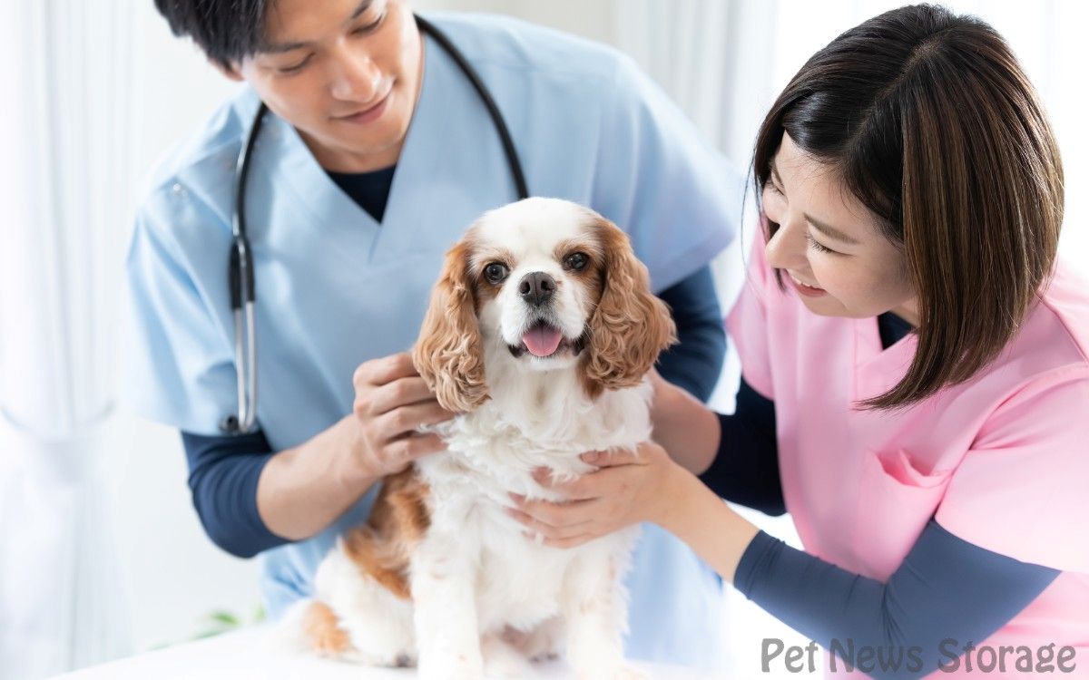犬の耳掃除で次の症状があったら要注意