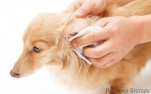 【獣医師監修】犬の耳掃除の頻度は？やり方・嫌がる時の対処法