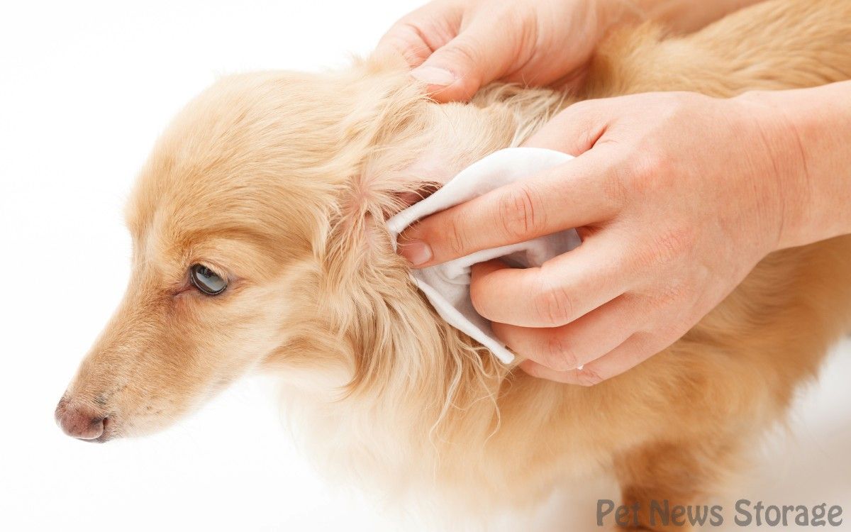【獣医師監修】犬の耳掃除の頻度は？やり方・嫌がる時の対処法