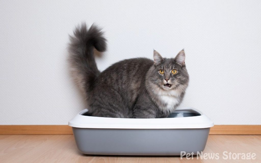 血尿のときに見られる症状・猫の様子