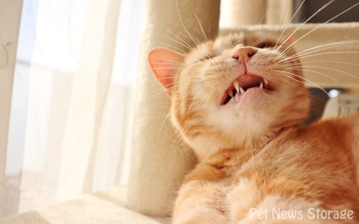 猫のワクチンの種類と防げる病気