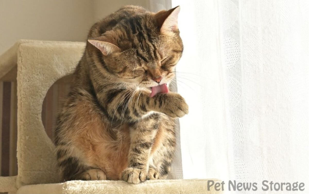 【獣医師監修】猫にフケが出るのは病気？取り方や自宅でできる対策